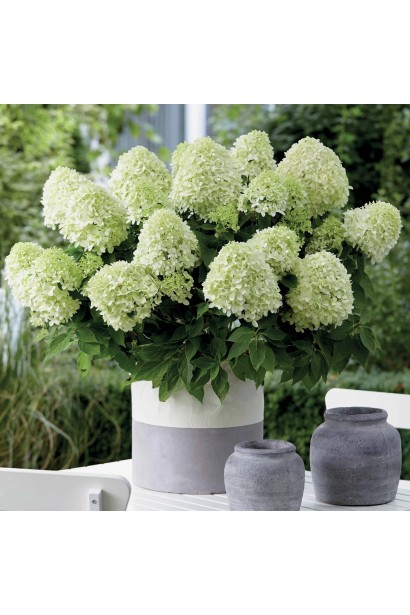 Сорт Литл Спуки в контейнере для балкона или террасы